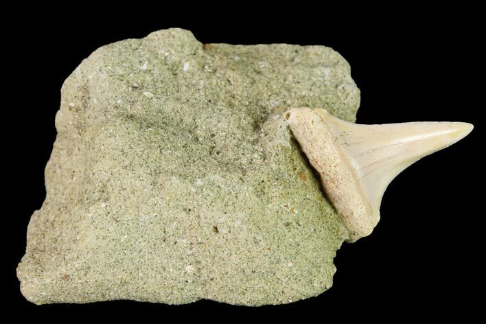 Fossil Mako Shark Tooth On Sandstone - Bakersfield, CA #144470